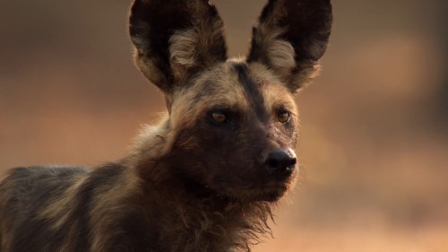 Wolf.jpg