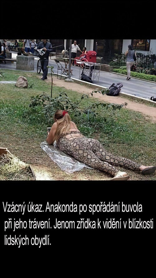Anakonda.jpg