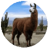 Lama-kulata.gif